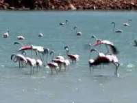 Venta - Piso - apartamento - Murcia