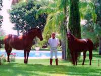 Venta - FInca - casa campo - Novelda