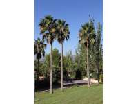 Venta - Chalet - Villa - Novelda