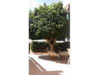 Venta - Bungalow - Chalet - adosado - A-GUARDAMAR DEL SEGURA - Mercadona (300m playa)