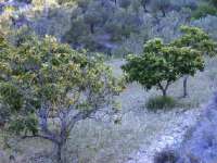 Venta - Terreno - Millena