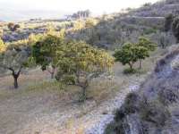 Venta - Terreno - Millena