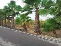 Venta - Terreno - La Marina - Urbanizaciones