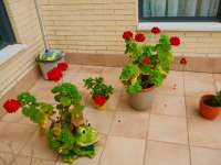 Vente - Apartment - A-ALICANTE CAPITAL - SAN JUAN PLAYA-CABO HUERTAS