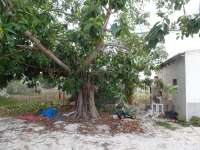 Vente - Estate - A-GUARDAMAR DEL SEGURA - Campo de Guardamar