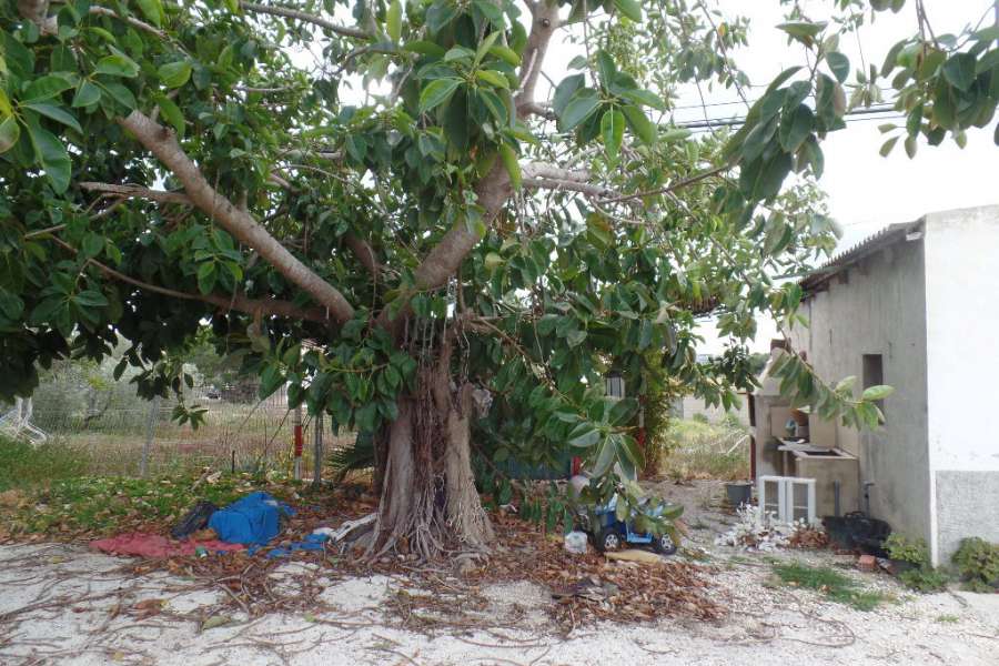 Vente - Estate - A-GUARDAMAR DEL SEGURA - Campo de Guardamar