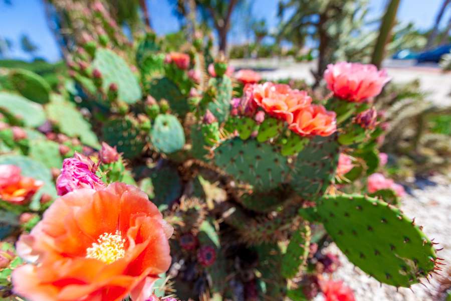 Venta - Chalet - Villa - A-GUARDAMAR DEL SEGURA - Oeste (Eden-Raso)