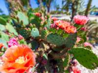 Vente - Villa - A-GUARDAMAR DEL SEGURA - Oeste (Eden-Raso)