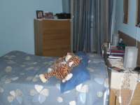 Venta - Piso - apartamento - A-GUARDAMAR DEL SEGURA - Mercadona (300m playa)